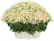 Цветочная композиция из Ромашки в корзине #REPLACE_PRED# Рагулях
